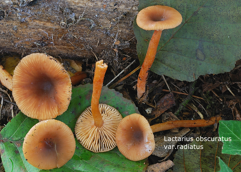 Lactarius obscuratus var.radiatus-amf2176.jpg - Lactarius obscuratus var.radiatus ; Syn: Lactarius radiatus ; Nom français: Lactaire strié